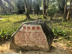 -瑞丽独树成林风景区