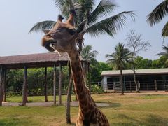 -海南热带野生动植物园