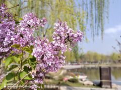 -西海子公园