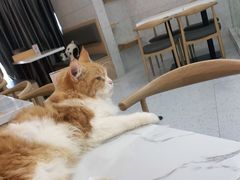 -喵园·猫主题咖啡厅·撸猫·猫咖(国贸店)