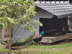 -国恩寺