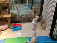 -东方名猫馆·英短金渐层布偶猫舍(环线广场1号楼店)