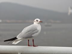 -海埂大坝