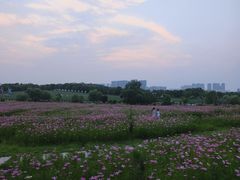 -花博汇(知音花月夜)