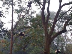 iphone_upload_pic-碧峰峡风景区