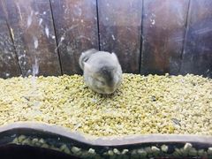 -萌宠奇缘