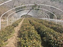 -石老人观光园