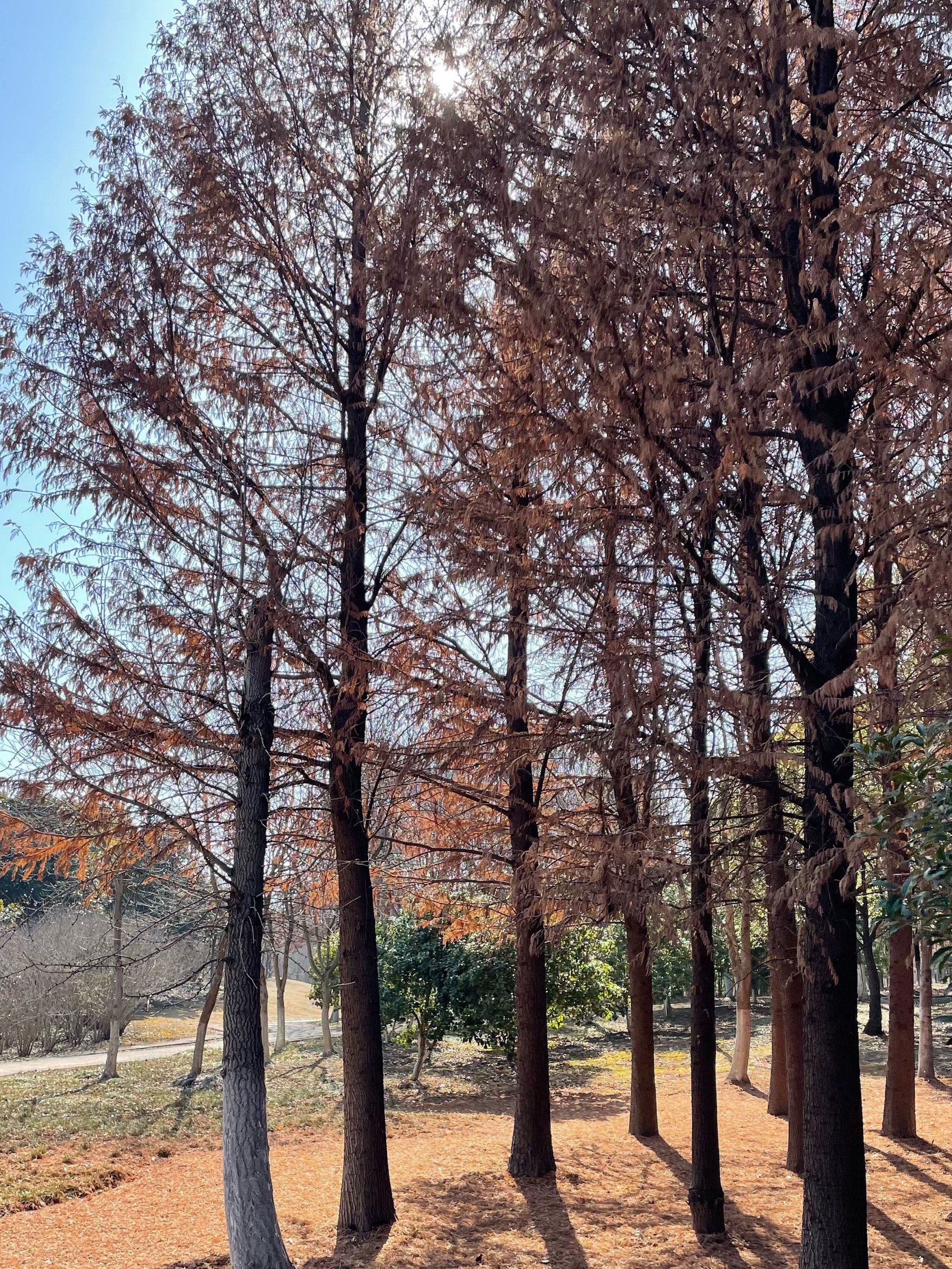 城市公园图鉴|去牧城公园看长江咯