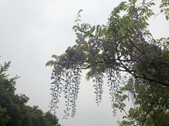 -嘉定紫藤园