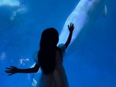 -海合安成都极地海洋公园