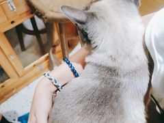 -滚猫咖啡·猫咖·猫友好撸猫(未来城店)