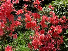 -上海佘山国家森林公园天马山园