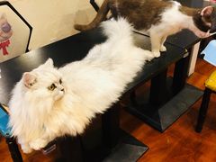 -猫小院猫主题咖啡厅(北锣店)