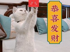 -lincat·猫舍(广州店)