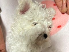 -翊宠yipet猫狗购宠庄园