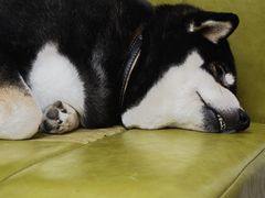 -是阿柴呀！柴犬咖啡·爱喵喵猫咖
