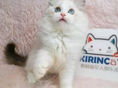 -十年猫舍·猫咪专门店(普陀店)