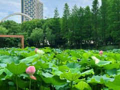 -陈家山荷花公园