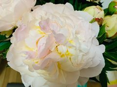 -双季花艺园艺市场(浦东店)