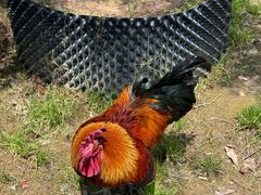 -龙大花卉苗木市场