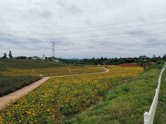 -紫颐香薰山谷景区