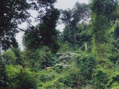 -野象谷景区