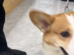 -pd派德宠物中心医院24H急重症·眼科中心·血液透析中心(嵩山北路店)