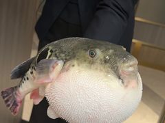 -鲐赏河豚(长寿店)