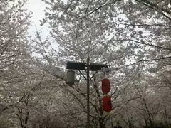-武汉大学-樱园