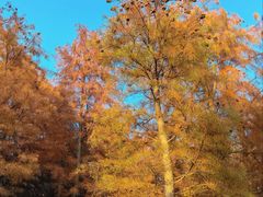 -合肥滨湖国家森林公园