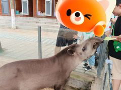 -西霞口神雕山野生动物世界