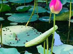 -大兴滨河森林公园