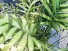 -素匠泰茶(三里屯SOHO工体奶茶店)