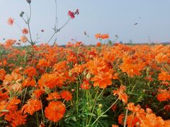 -济南百里黄河风景区