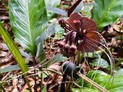 -中国科学院西双版纳热带植物园
