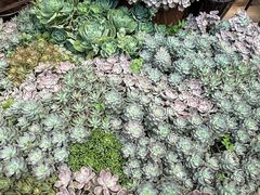 -山菌美食苑(振兴路店)