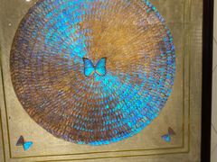 -上海昆虫博物馆