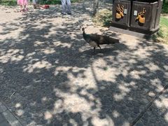 -北京麋鹿生态实验中心
