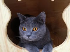 -藏猫猫咖啡主题馆(中央大道店)