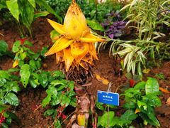 -中国科学院西双版纳热带植物园