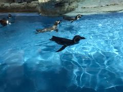 -帝企鹅自助餐厅•儿童岛•真企鹅(长隆企鹅酒店)