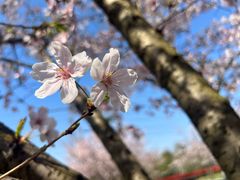 -高东镇樱花园