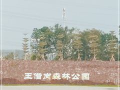 -王借岗森林公园
