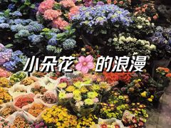 -大自然花鸟鱼虫市场