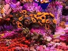 -花鸟鱼虫鲜花绿植市场(玉泉路店)