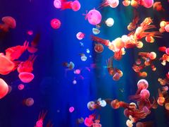 -成都浩海立方海洋公园