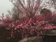 -秀丽东方
