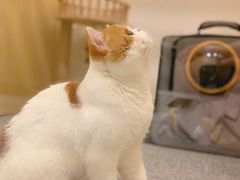 -袖虎·猫馆(体育西路店)