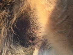 -北京观赏动物医院·24小时大型综合·猫专科·异宠专科