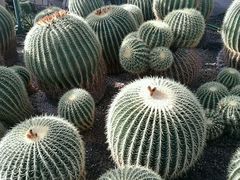 -北京植物园-展览温室